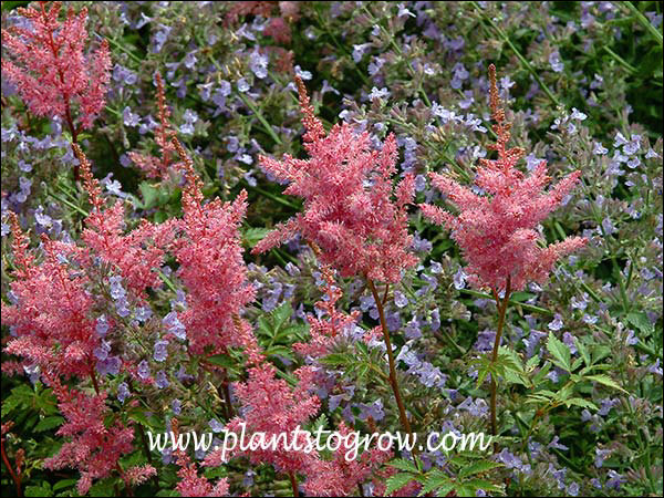Gloria Purpurea Astilbe (Astilbe x ardensii)